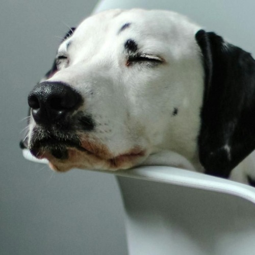 a dog lying on a chair